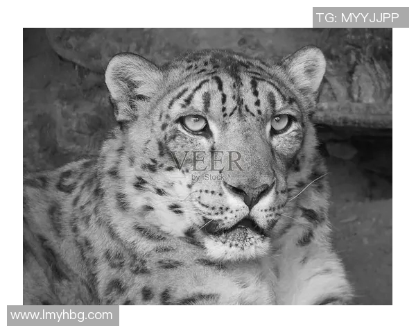 雪豹与美洲虎的生存之争：谁才是野生动物界的真正霸主